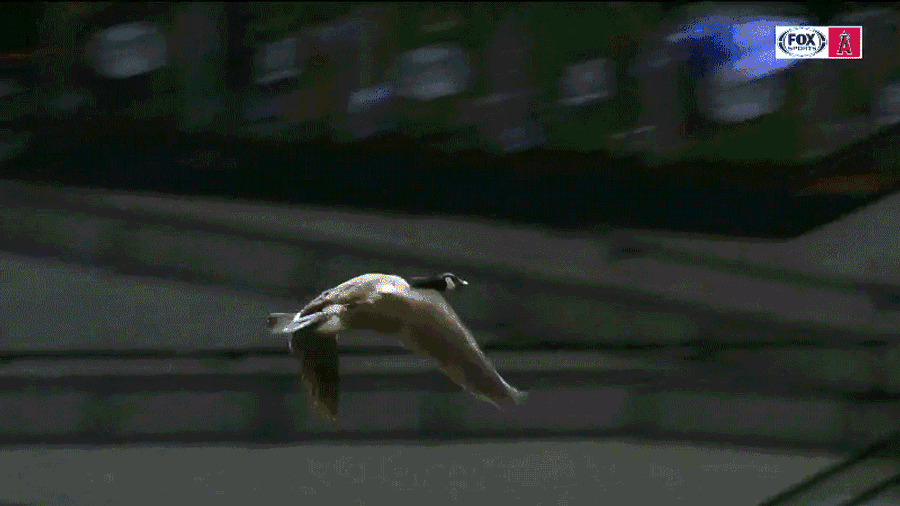 Loose Goose At Tigers Game Chased Off The Field And Into A World Of Pain