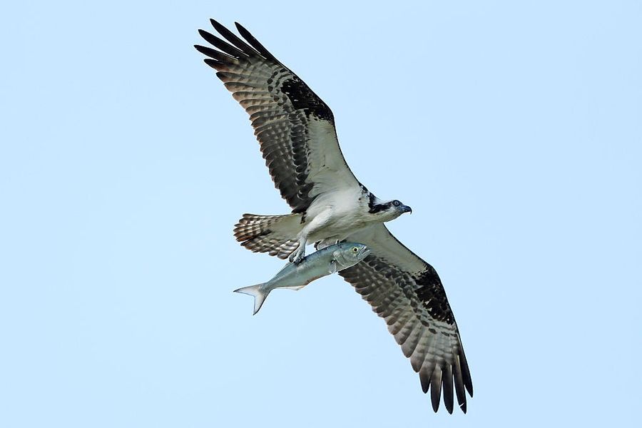 Birds, Ranked