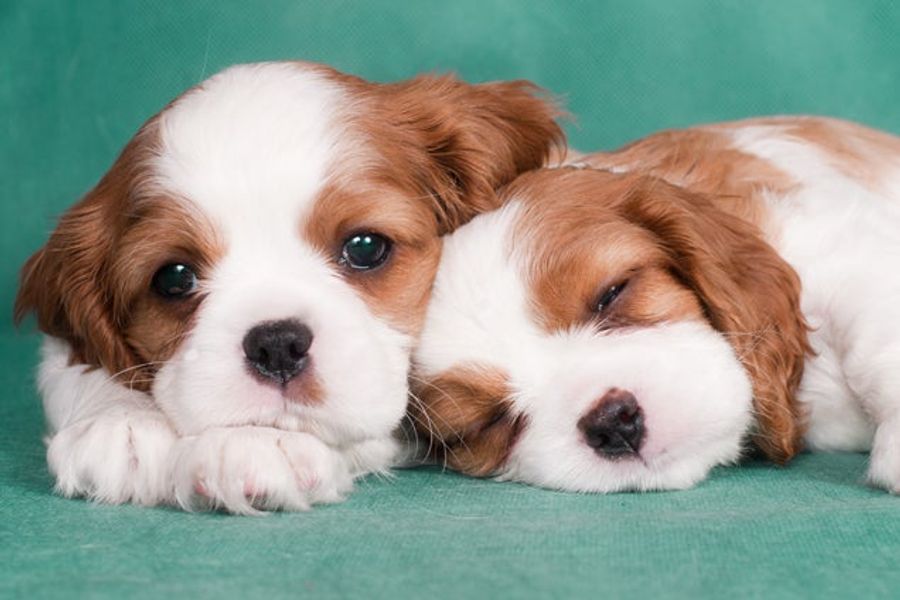 Which Animals Are The Worst To Eat, Morally?