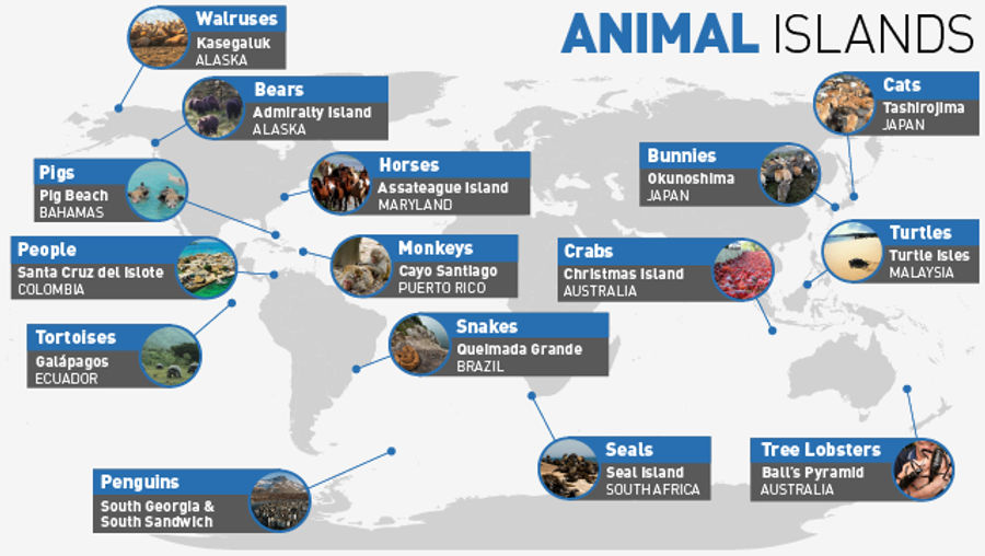 Beyond Bunnies: 14 Other Islands Packed With Your Favorite Animals