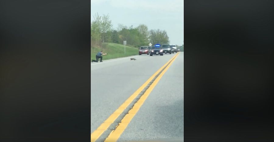 Policeman Provokes Groundhog To Walk Into Road So He Can Shoot It Twice
