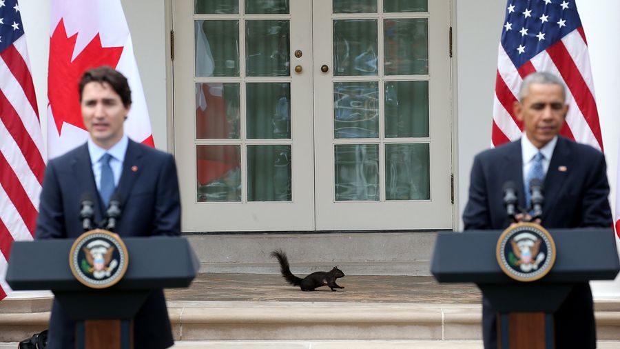 Squirrel Watch: Friend Or Foe?
