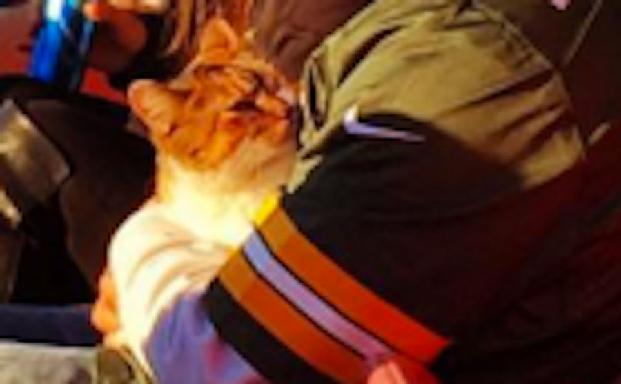 Football Cat: A Mystery Of Our Time [UPDATE: Mystery Solved!]