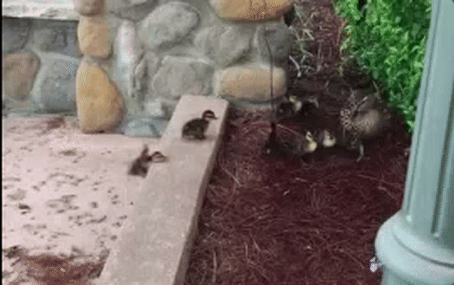 The Sports Highlight Of The Day Is This Tenacious Duckling's Eventual Triumph