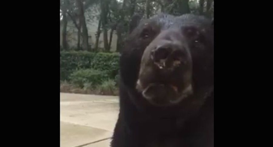 I'm A Little Worried About This Bear