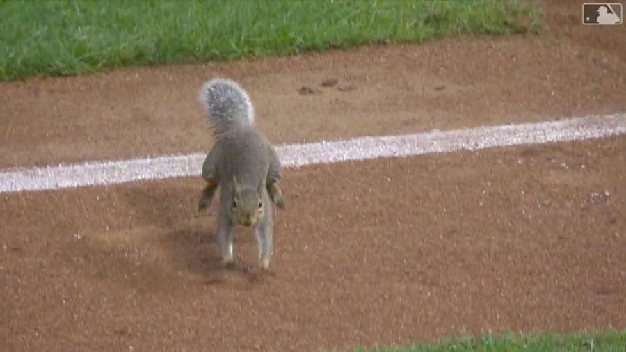 Idiot Squirrel On The Field Successfully Invades Consecutive Twins Games