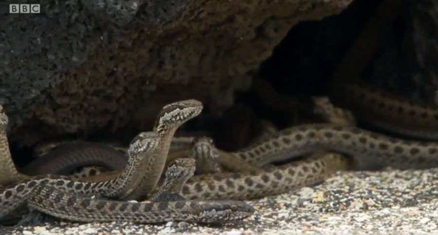 Baby Iguana Vs. Sea Snakes Is The Wildest Sports Highlight Of The Day