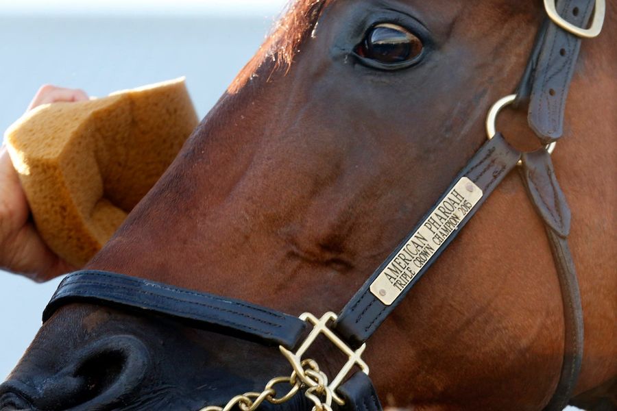 A Year Later, Triple Crown Winner American Pharoah Is Just A Fucking Champion