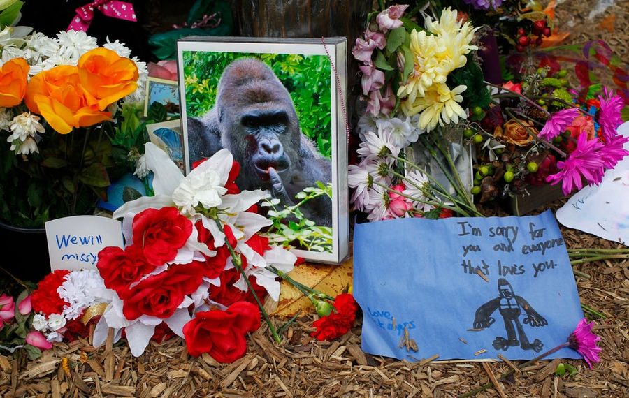 Shit, I Guess We Should Talk About The Gorilla