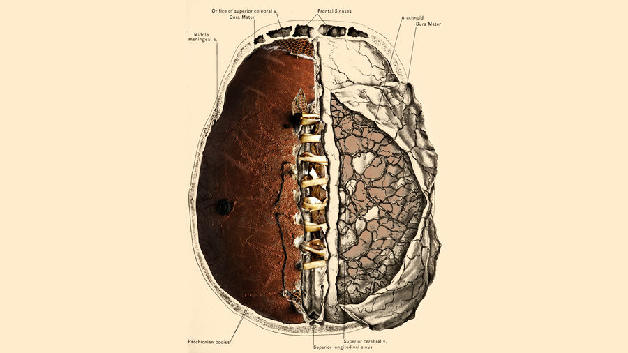 What Happens To A Brain When It Gets Rattled