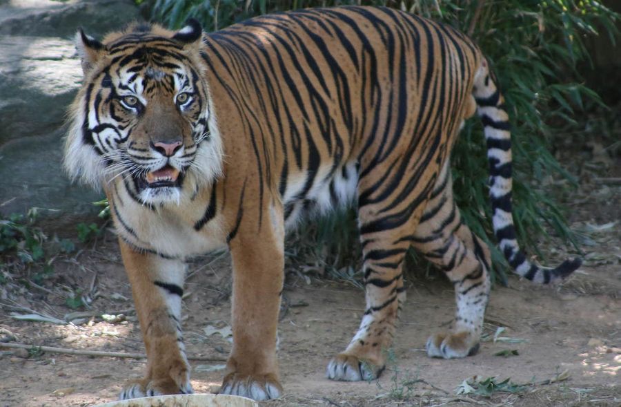 This Tiger Just Wants To Fuck