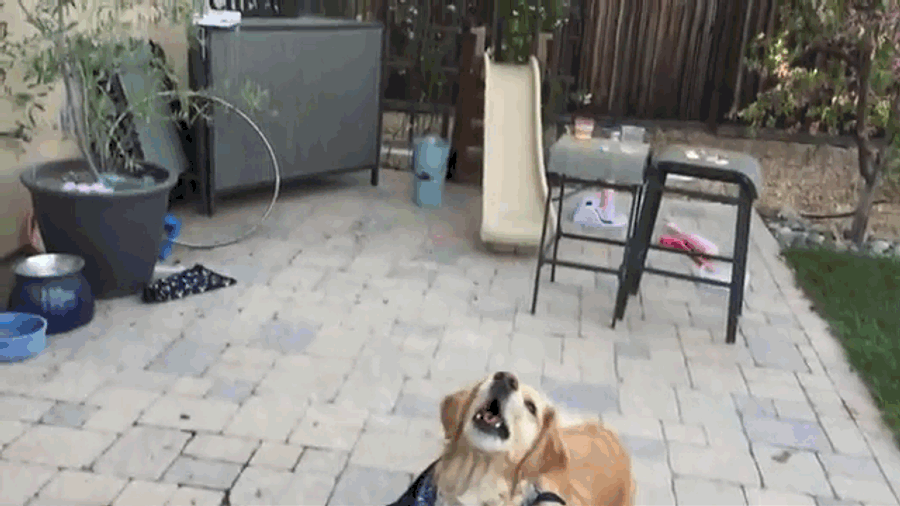 Cute Dog Is So Incredibly Bad At Catching Food