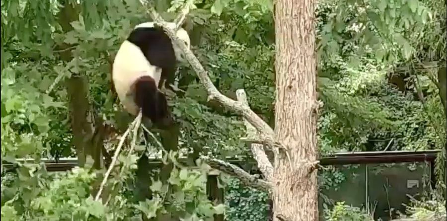 Just A Dumbass Panda Repeatedly Falling Out Of Trees
