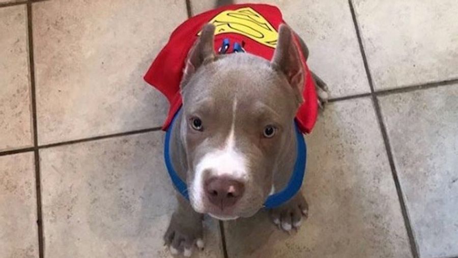 Cowboys Receiver Says His Dog Is Being Held For Ransom