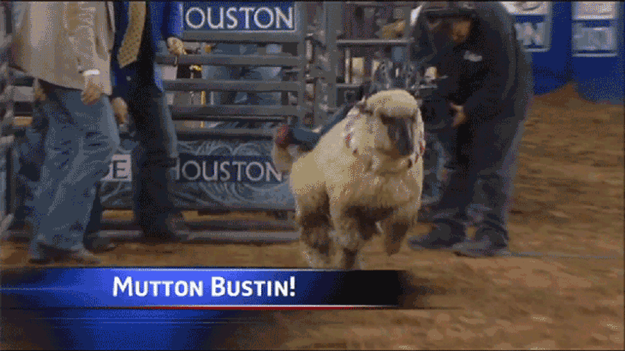Five-Year-Old Mutton Bustin&#39; Rider Eats It