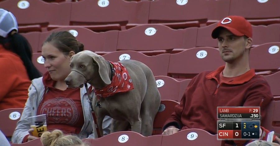 Six Good Dogs At The Reds Game
