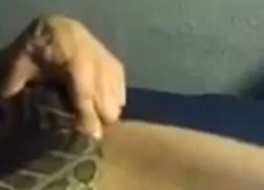 If You Don&#39;t Want To Watch A Guy Fuck A Snake, Here&#39;s A Description