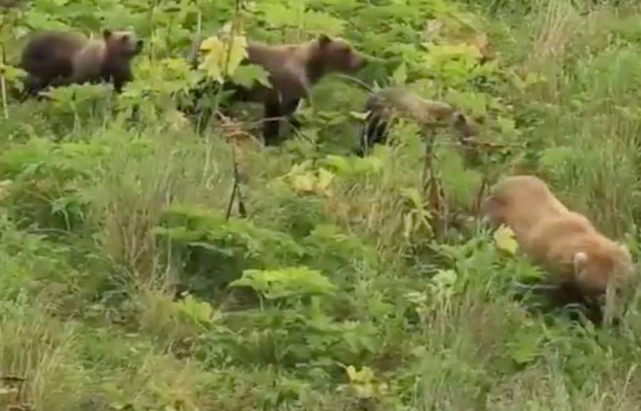 All Aboard The Bear Train