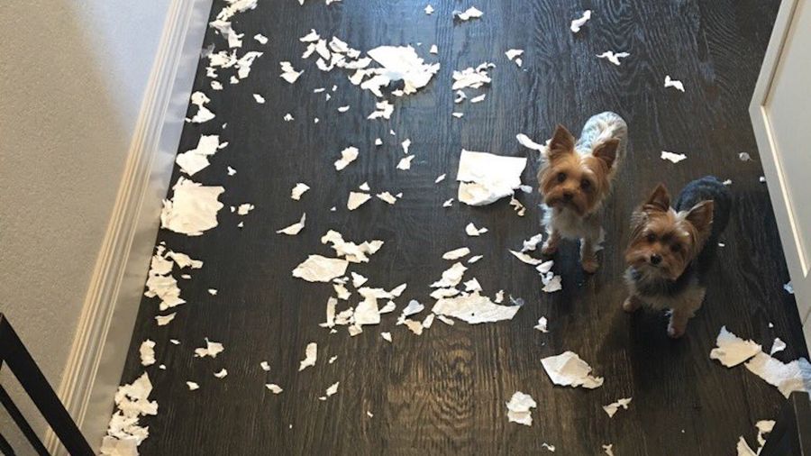 Bret Bielema's Tiny Dogs Cannot Be Contained