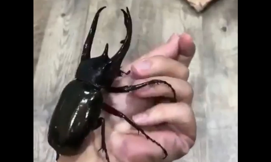 Unto This Rhinoceros Beetle I Say Hell No