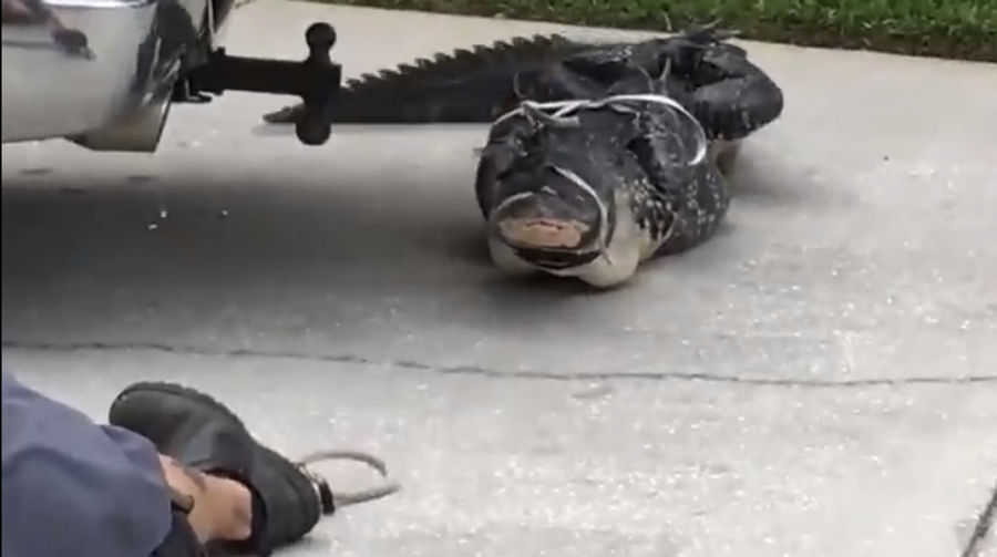 Gator, Tied Up And Pissed Off, Owns The Hell Out Of His Asshole Captors