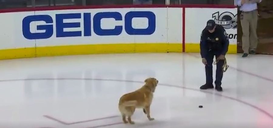 Good Dog Plays Fetch On Ice Rink