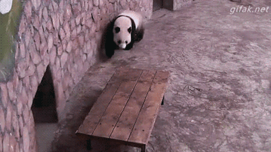 This Panda Is One Cute-As-Shit Action Hero