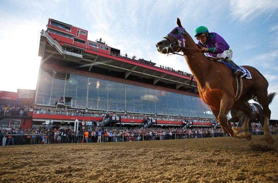 California Chrome Takes Preakness, Has Shot At Triple Crown