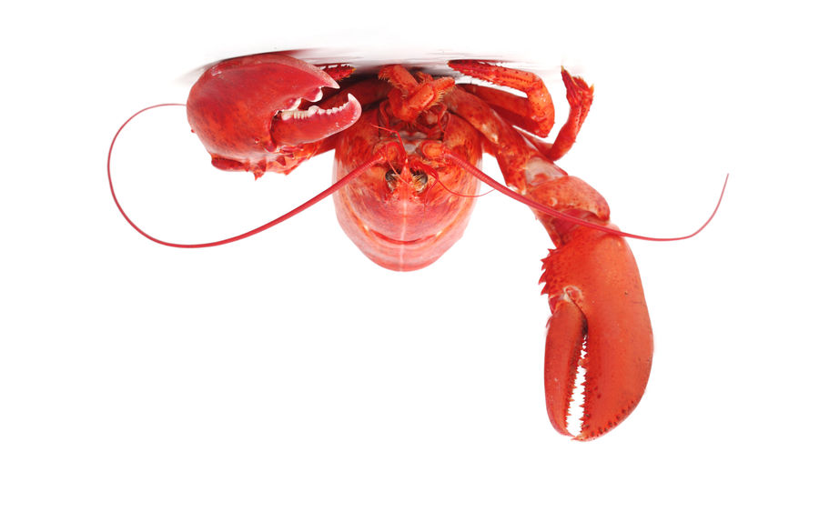 Reconsider The Lobster