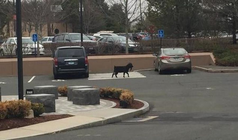 Goat Takes Unapproved Tour Of ESPN's Campus, Gets Caught