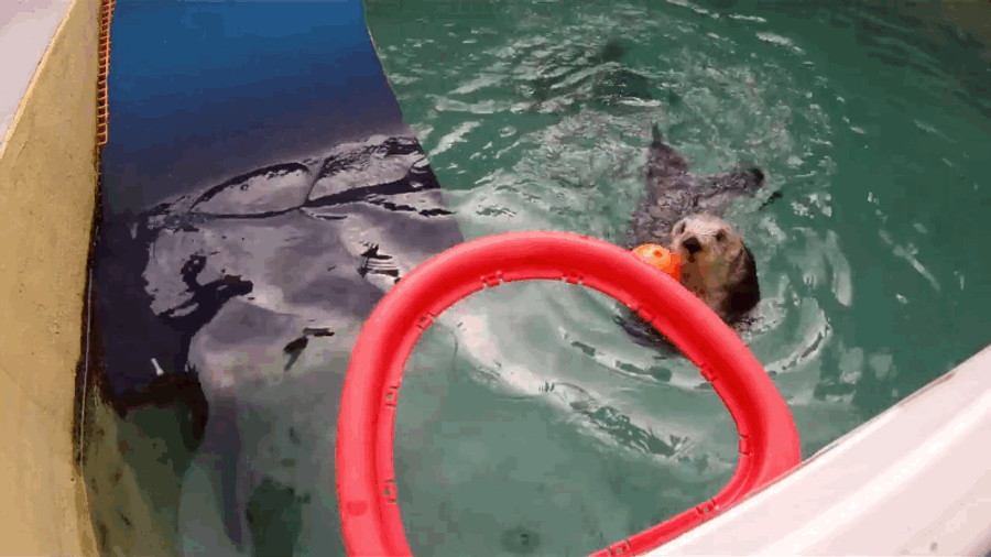 Dunking, Autofellating Otter At Oregon Zoo Dies At 20
