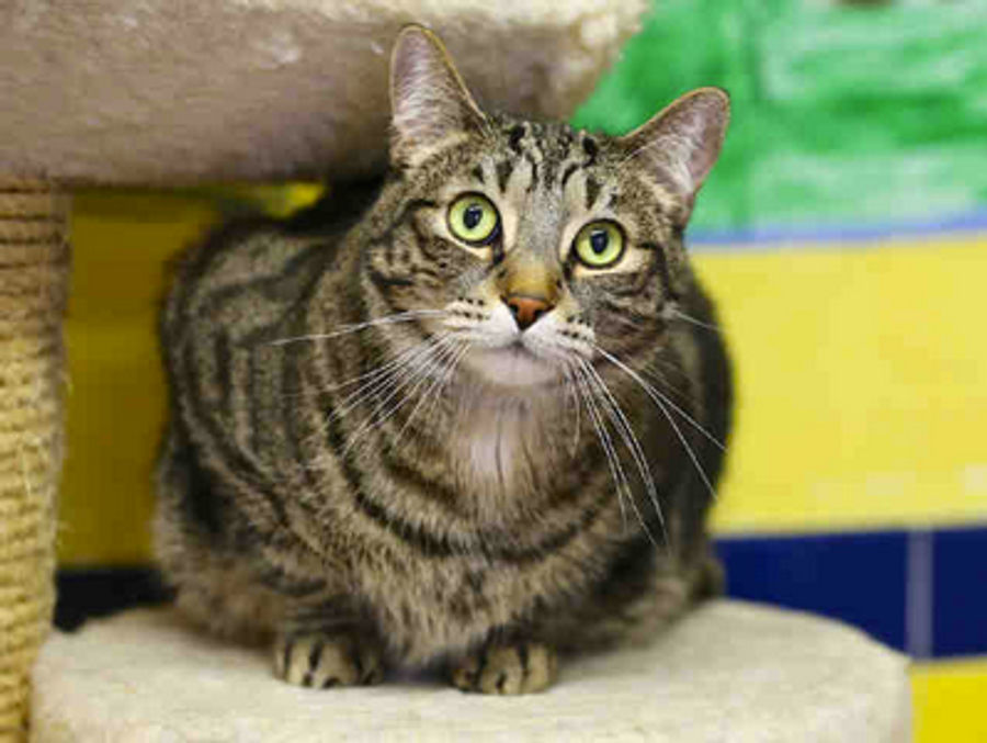 Please Adopt This Cat Named "Eli Manning"
