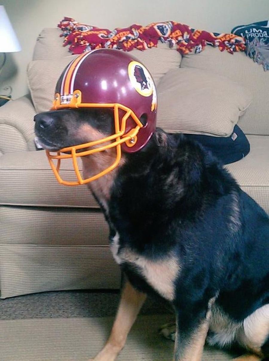 Look At This Dumb Racist Dog