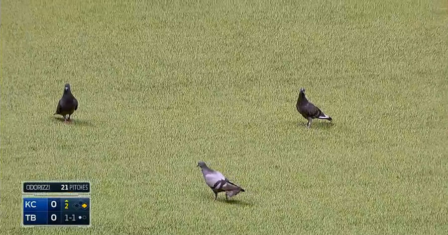 Cocky Pigeons Think They Can Just Walk On The Field During Rays Game
