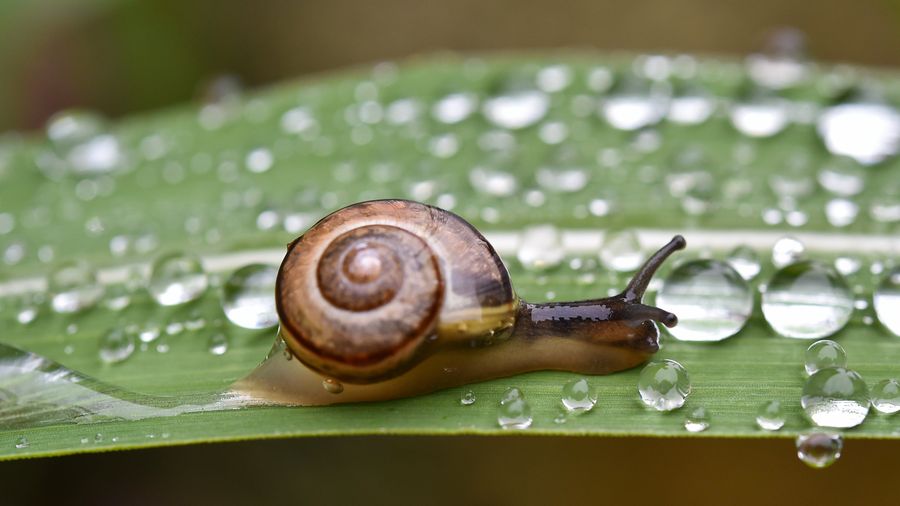 England's Lazy Sack Of Crap Racing Snails Refuse To Race In The Cold