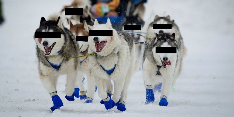 No One Knows Who Doped These Sled Dogs