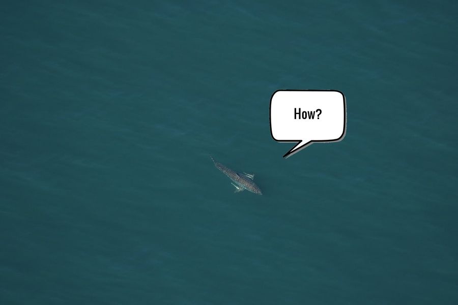 Now Here's A Mystery For All You Sea Sleuths Out There