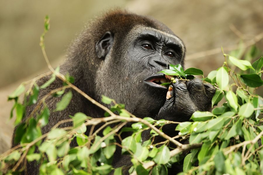 Hum While You Eat; Gorillas Do