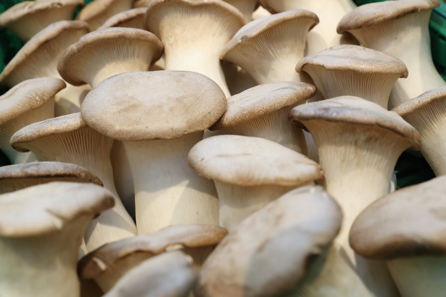 Put The Mushrooms In Butter And Then Put The Mushrooms On Toast