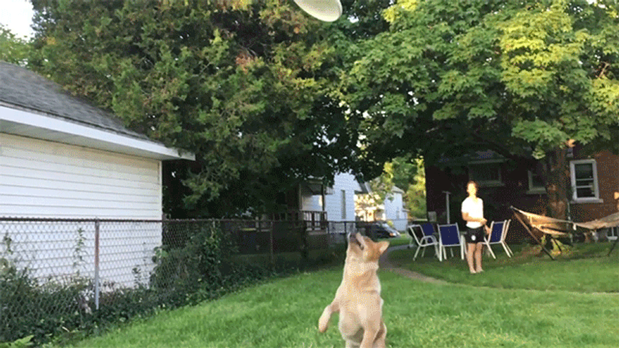 Flying Frisbee Dog Is The Sports Highlight Of The Day