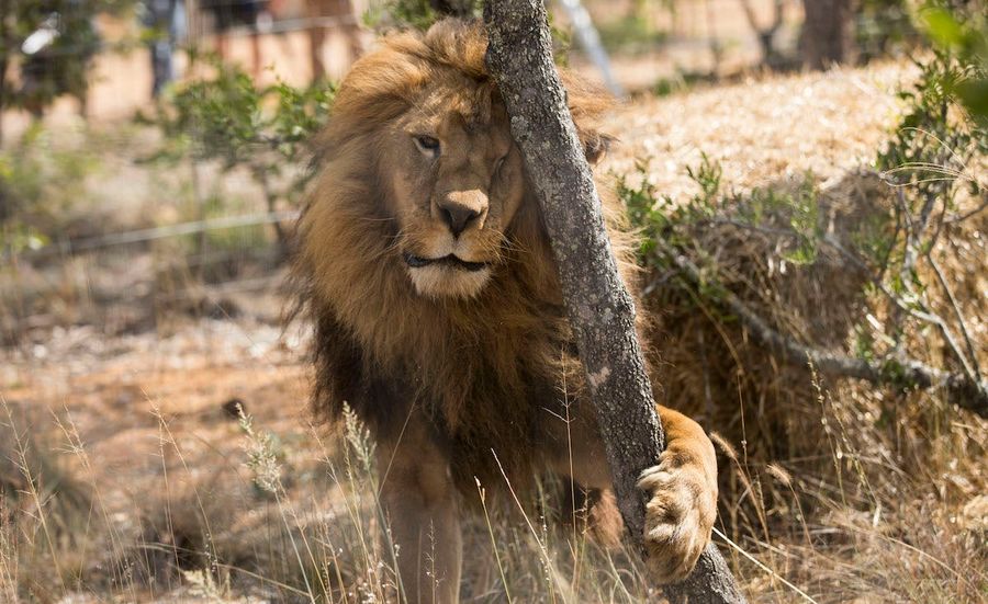 What&#39;s The Best Possible Animal Army In A Battle To The Death?