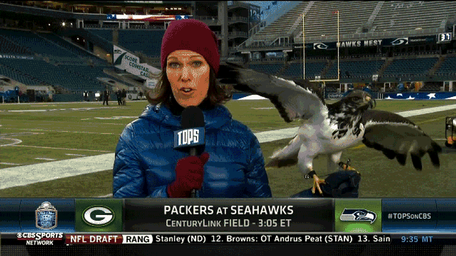 Dana Jacobson Delivers Entire Report While Holding Live Seahawk Mascot
