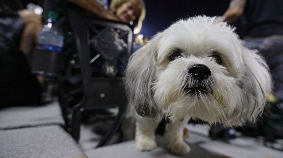 The Hater’s Guide To Your Dog