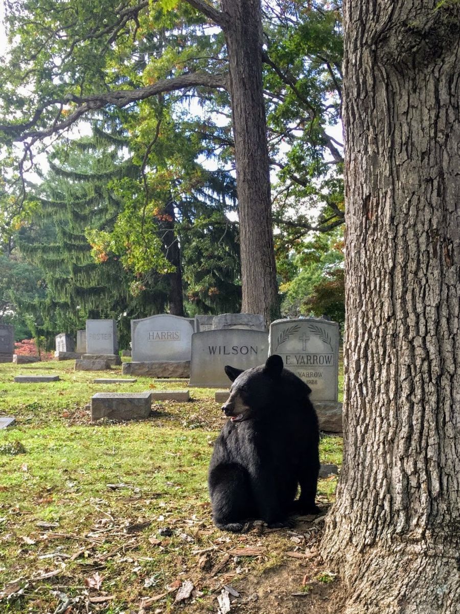 Goth Bear Is Ready For Halloween