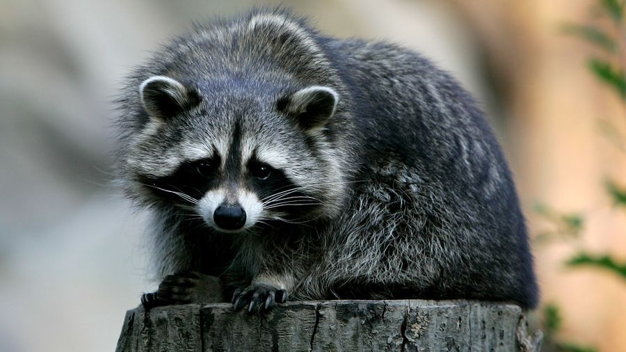 Rabid Raccoon Is No Match For Fearless Maine Woman