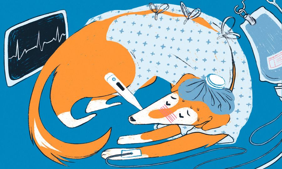 Consider Purchasing Pet Health Insurance For Your Very Good Pets