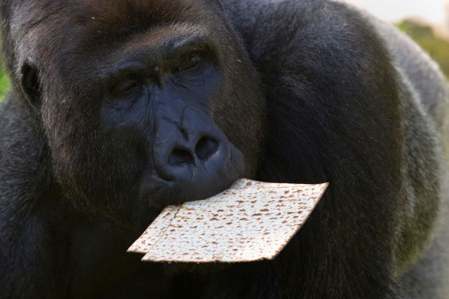 Passover Is The Most Constipated Holiday<em></em>