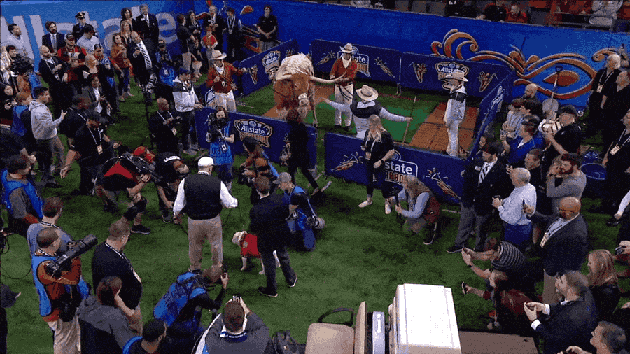 Texas Handler On Mad Bevo Attack: "He Was Just Going To Say Hi"