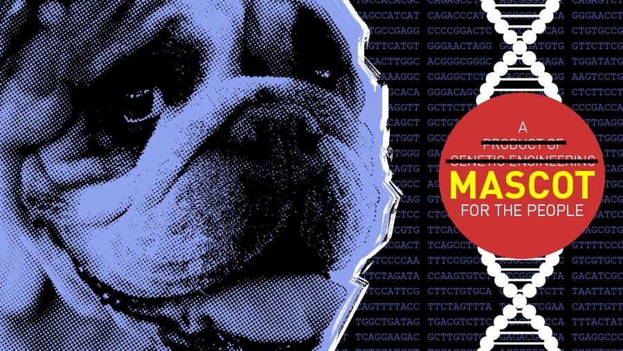Bulldog Mascots Are Doomed, Flatulent, And Beloved