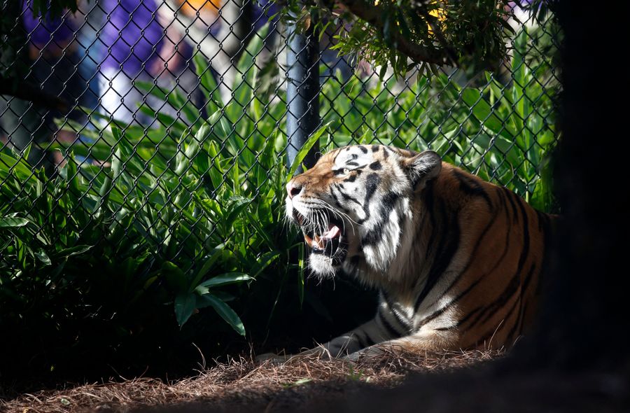 LSU's Live Tiger Mascot Is Dead